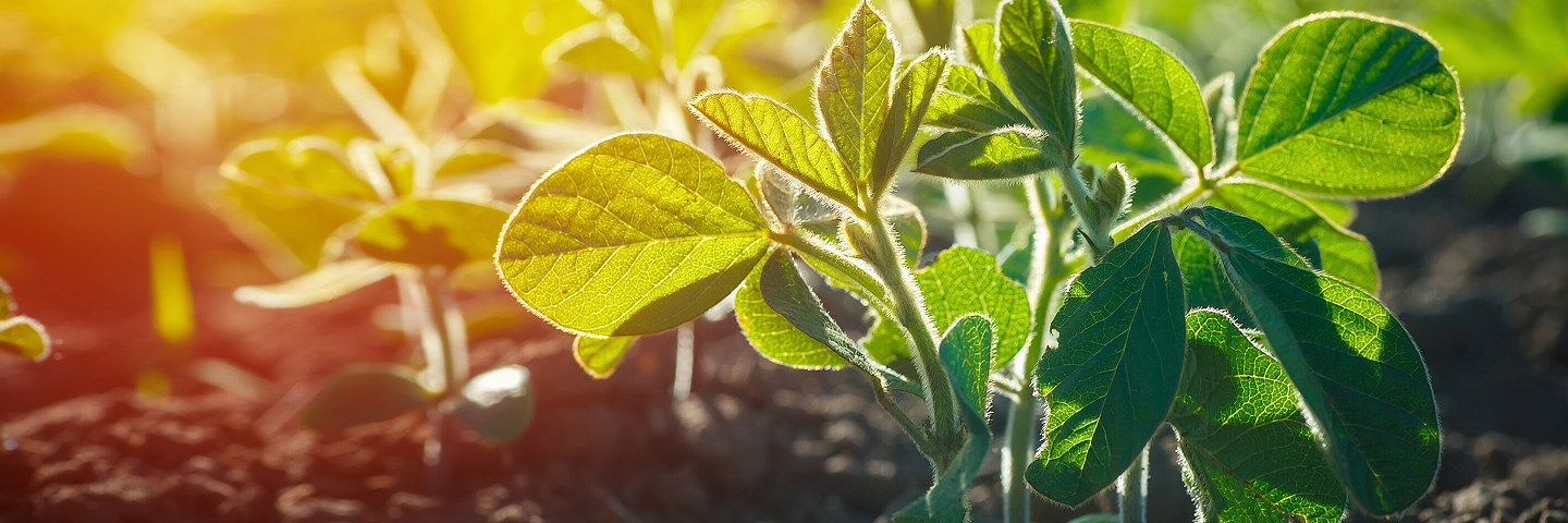 Soyabeen plant