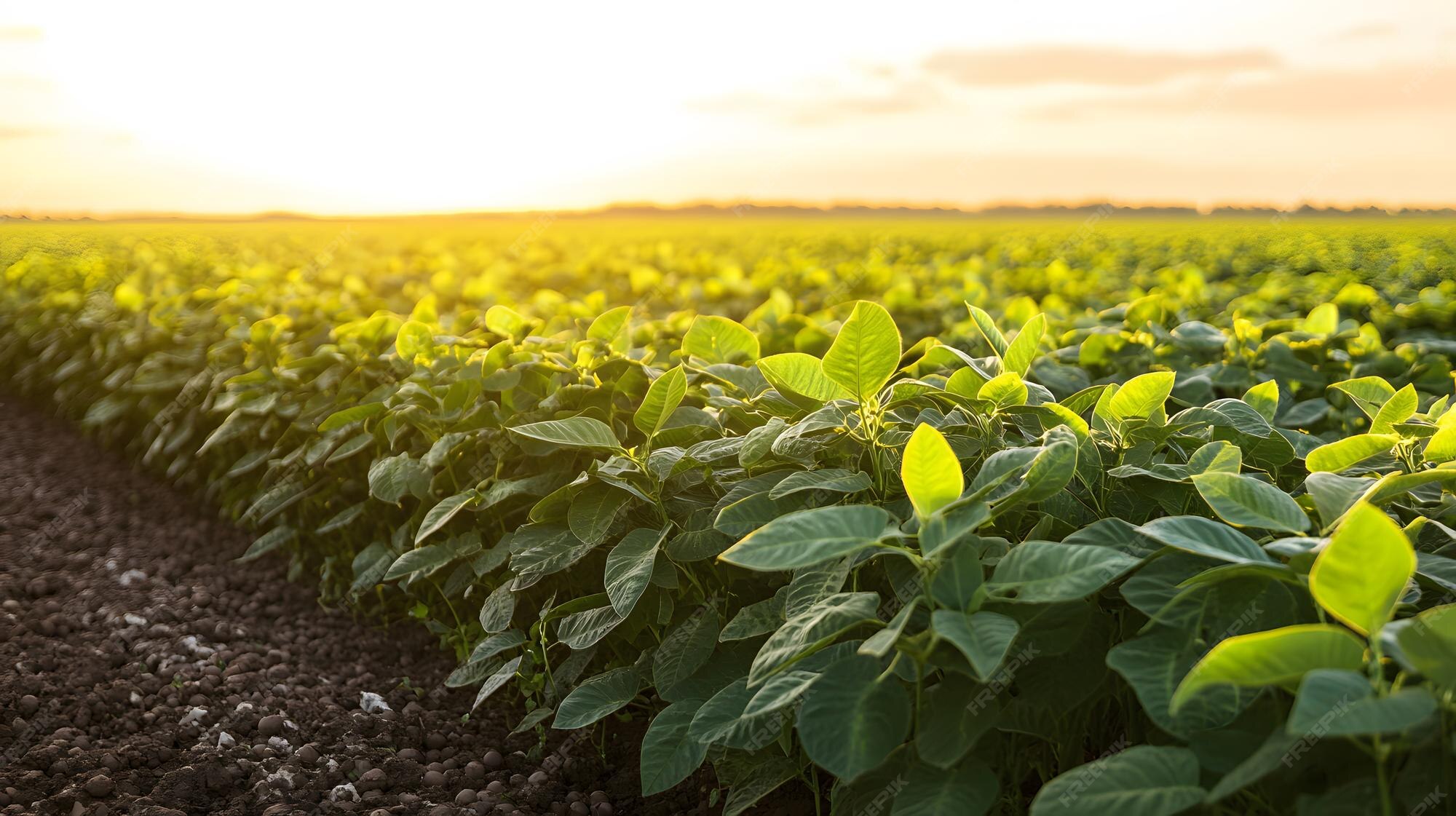 soya_plant
